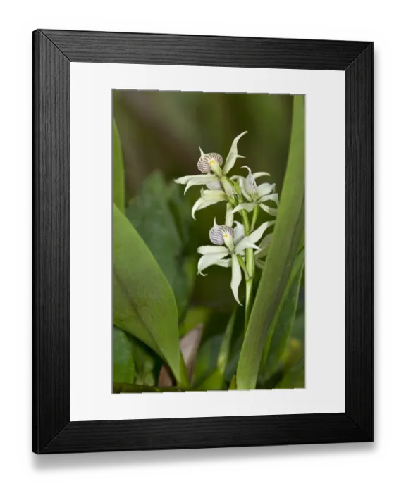 Framed Print : Tropical Clamshell Orchid -Epidendrum cochleatum- with shell-shaped lip, in habitat, Tiputini rainforest, Yasuni National Park, Ecuador, South America Framed Print : Tropical Clamshell Orchid -Epidendrum cochleatum- with shell-shaped lip, in habitat, Tiputini rainforest, Yasuni National Park, Ecuador, South America