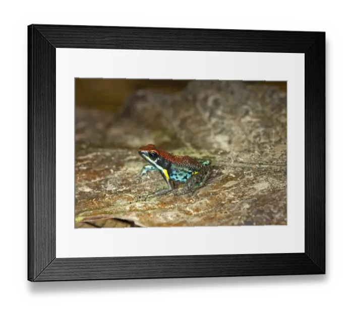 Framed Print : Poison Dart Frog -Epipedabates parvulus-, Tiputini rain forest, Yasuni National Park, Ecuador, South America