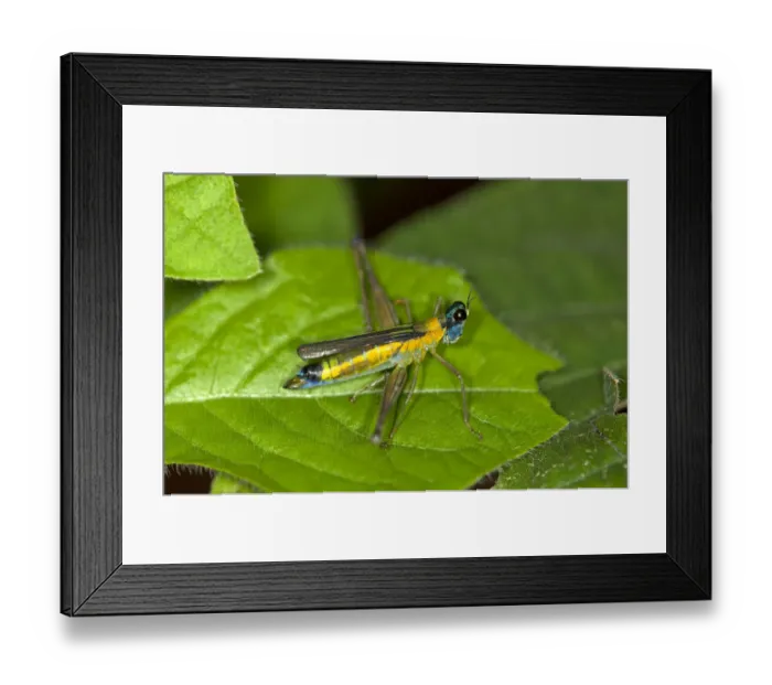 Framed Print : Colorful grasshopper -Eumastax vittata napoana-, Tiputini rainforest, Yasuni National Park, Ecuador, South America Framed Print : Colorful grasshopper -Eumastax vittata napoana-, Tiputini rainforest, Yasuni National Park, Ecuador, South America