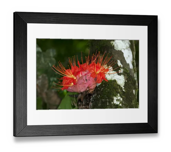 Framed Print : Rose of Venezuela -Brownea macrophylla-, blossom, cauliflorous, Tiputini rainforest, Yasuni National Park, Ecuador, South America Framed Print : Rose of Venezuela -Brownea macrophylla-, blossom, cauliflorous, Tiputini rainforest, Yasuni National Park, Ecuador, South America