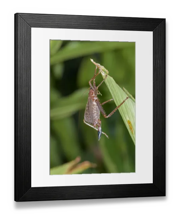 Framed Print : Spiny lobster Bush cricket -Panoploscelis specularis-, Katydid, female, Tiputini rain forest, Yasuni National Park, Ecuador, South America Framed Print : Spiny lobster Bush cricket -Panoploscelis specularis-, Katydid, female, Tiputini rain forest, Yasuni National Park, Ecuador, South America