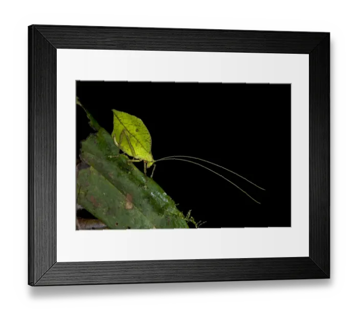Framed Print : Leaf bush cricket or Leaf katydid -Tettigoniidae- emulating a green leaf, Tiputini rain forest, Yasuni National Park, Ecuador, South America Framed Print : Leaf bush cricket or Leaf katydid -Tettigoniidae- emulating a green leaf, Tiputini rain forest, Yasuni National Park, Ecuador, South America