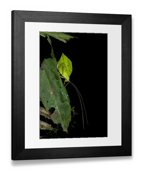 Framed Print : Leaf bush cricket or Leaf katydid -Tettigoniidae- emulating a green leaf, Tiputini rain forest, Yasuni National Park, Ecuador, South America Framed Print : Leaf bush cricket or Leaf katydid -Tettigoniidae- emulating a green leaf, Tiputini rain forest, Yasuni National Park, Ecuador, South America