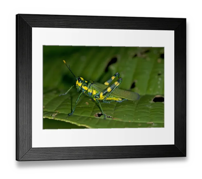 Framed Print : Short-horned grasshopper -Chromacris sp. -, Tiputini rain forest, Yasuni National Park, Ecuador, South America