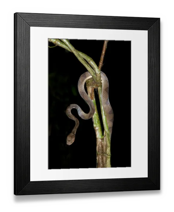 Framed Print : Cat-eyed snake -Leptodeira sp. - Tiputini rainforest, Yasuni National Park, Ecuador, South America Framed Print : Cat-eyed snake -Leptodeira sp. - Tiputini rainforest, Yasuni National Park, Ecuador, South America
