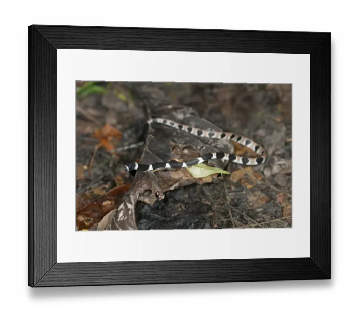 Framed Print : Amazonian Snail-Eater -Dipsas indica-, in natural habitat, Tiputini rainforest, Yasuni National Park, Ecuador, South America