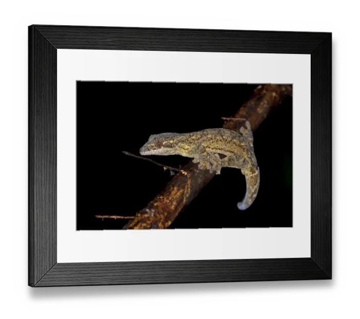 Framed Print : Turnip-tailed Gecko -Thecadactylus rapicaudus-, Tiputini rainforest, Yasuni National Park, Ecuador, South America Framed Print : Turnip-tailed Gecko -Thecadactylus rapicaudus-, Tiputini rainforest, Yasuni National Park, Ecuador, South America