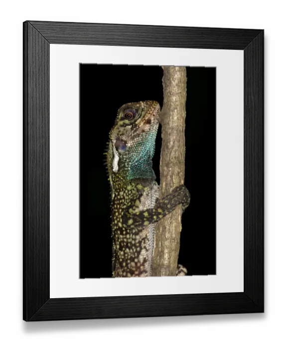 Framed Print : Blue-lipped Tree Lizard -Plica umbra-, Tiputini rainforest, Yasuni National Park, Ecuador, South America Framed Print : Blue-lipped Tree Lizard -Plica umbra-, Tiputini rainforest, Yasuni National Park, Ecuador, South America