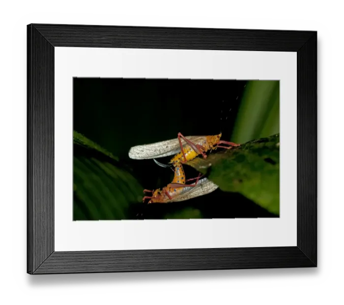 Framed Print : Aposematic Bush crickets -Tettigoniidae spec. -, mating, Tiputini rain forest, Yasuni National Park, Ecuador Framed Print : Aposematic Bush crickets -Tettigoniidae spec. -, mating, Tiputini rain forest, Yasuni National Park, Ecuador