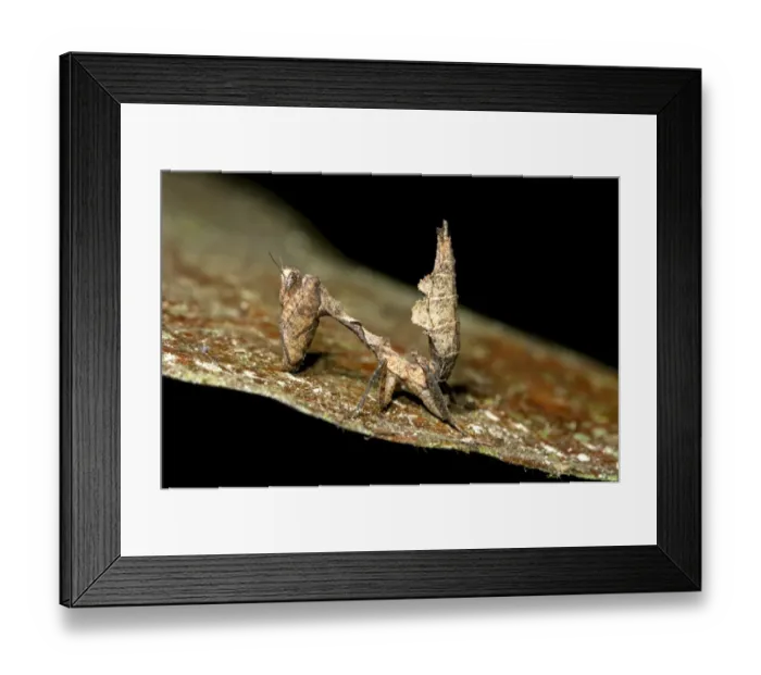Framed Print : Dead leaf mantis -Deroplatys spec. -, Tiputini rain forest, Yasuni National Park, Ecuador Framed Print : Dead leaf mantis -Deroplatys spec. -, Tiputini rain forest, Yasuni National Park, Ecuador