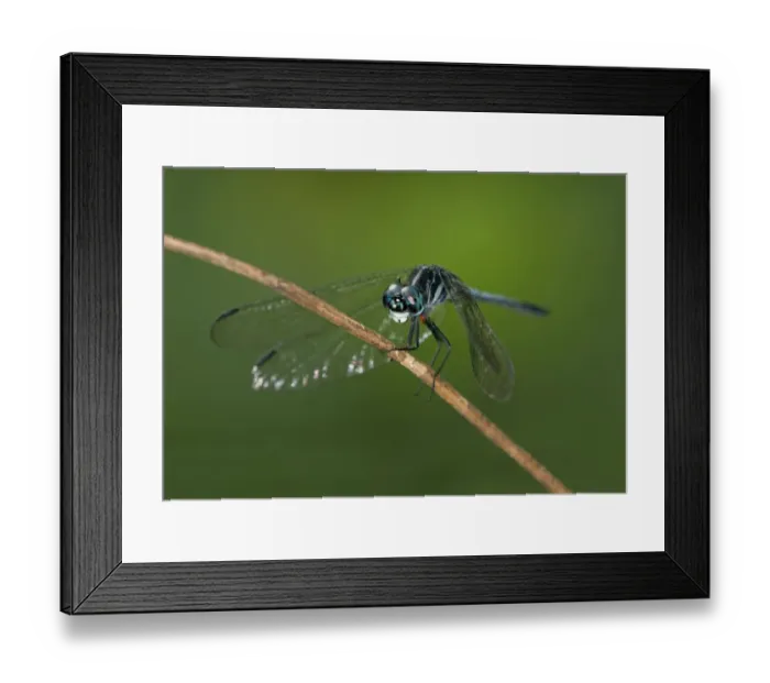 Framed Print : Tropical dragonfly Dythemis multipunctata, Tiputini rain forest, Yasuni National Park, Ecuador Framed Print : Tropical dragonfly Dythemis multipunctata, Tiputini rain forest, Yasuni National Park, Ecuador