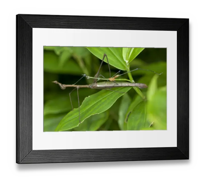 Framed Print : Mating Stick Grasshoppers -Taxiarchus spec. -, exhibiting sexual dimorphism, mating, Tiputini rain forest, Yasuni National Park, Ecuador Framed Print : Mating Stick Grasshoppers -Taxiarchus spec. -, exhibiting sexual dimorphism, mating, Tiputini rain forest, Yasuni National Park, Ecuador