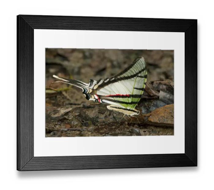 Framed Print : Zebra Swallowtail Butterfly -Euritides protesilanus, Papilionidae-, Tiputini rain forest, Yasuni National Park, Ecuador, South America Framed Print : Zebra Swallowtail Butterfly -Euritides protesilanus, Papilionidae-, Tiputini rain forest, Yasuni National Park, Ecuador, South America