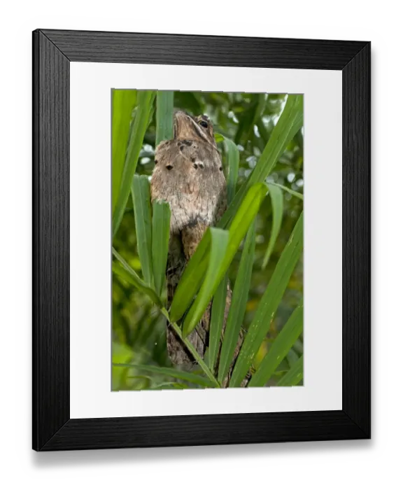 Framed Print : Perfectly camouflaged Common Potoo -Nyctibius griseus- breeding on a tree stump with its short beak pointing upwards to imitate a branch, Tiputini Rainforest, Yasuni National Park, Ecuador, South America Framed Print : Perfectly camouflaged Common Potoo -Nyctibius griseus- breeding on a tree stump with its short beak pointing upwards to imitate a branch, Tiputini Rainforest, Yasuni National Park, Ecuador, South America
