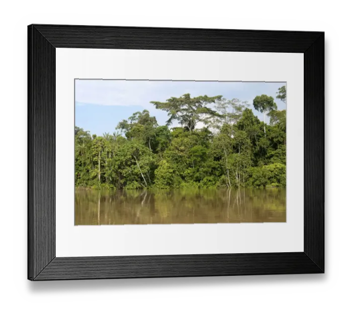 Framed Print : Gallery forest along the bank of the Tiputini River, Yasuni National Park, Amazon basin, Ecuador, South America Framed Print : Gallery forest along the bank of the Tiputini River, Yasuni National Park, Amazon basin, Ecuador, South America