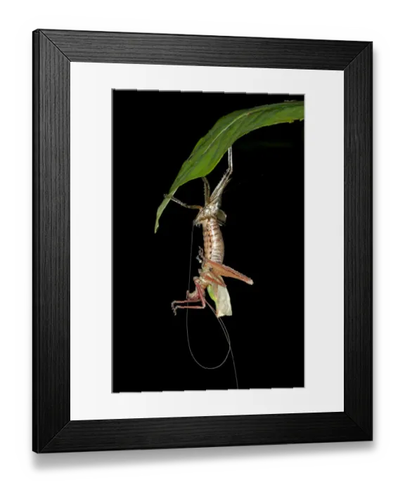 Framed Print : Katydid, bush-cricket -Tettigoniidae- sloughing its skin, Tiputini rainforest, Yasuni National Park, Ecuador, South America Framed Print : Katydid, bush-cricket -Tettigoniidae- sloughing its skin, Tiputini rainforest, Yasuni National Park, Ecuador, South America