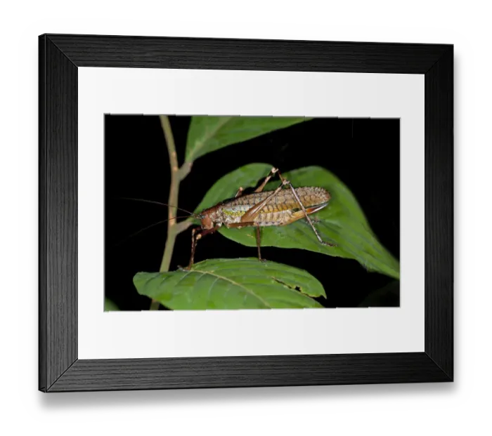 Framed Print : True katydid -Pseudophyllinae-, Tiputini rainforest, Yasuni National Park, Ecuador, South America Framed Print : True katydid -Pseudophyllinae-, Tiputini rainforest, Yasuni National Park, Ecuador, South America
