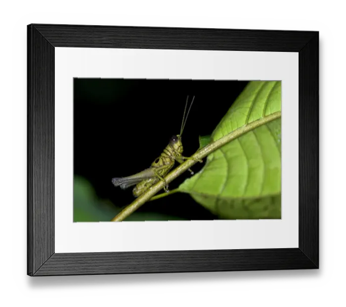 Framed Print : Short-horned grasshopper -Caelifera spec. -, Tiputini rainforest, Yasuni National Park, Ecuador, South America Framed Print : Short-horned grasshopper -Caelifera spec. -, Tiputini rainforest, Yasuni National Park, Ecuador, South America