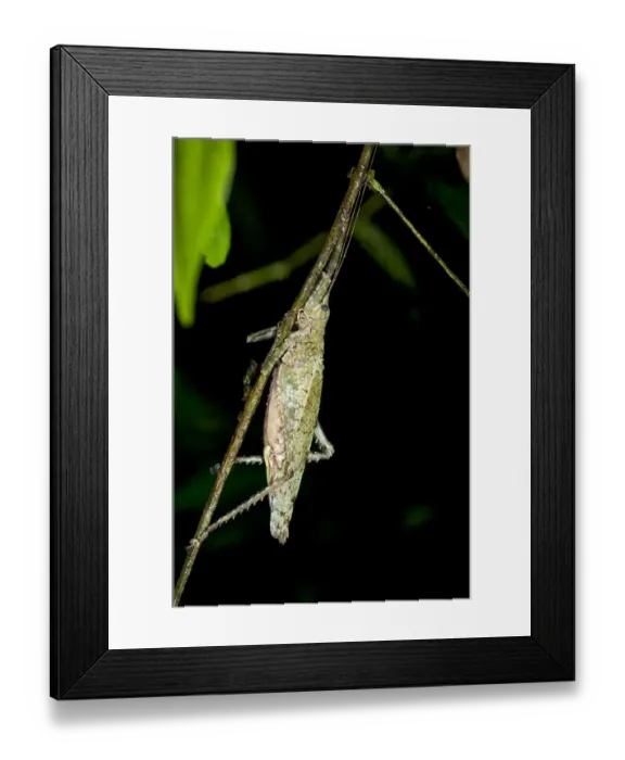 Framed Print : Bush-cricket, Katydid -Tettigoniidae-, camouflage, Tiputini rainforest, Yasuni National Park, Ecuador, South America Framed Print : Bush-cricket, Katydid -Tettigoniidae-, camouflage, Tiputini rainforest, Yasuni National Park, Ecuador, South America