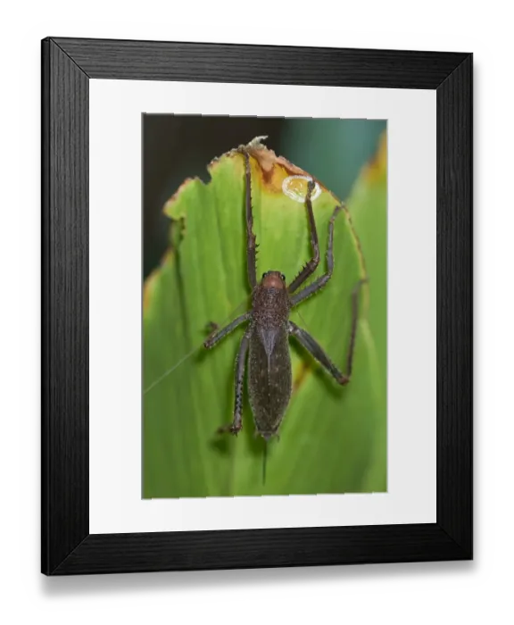Framed Print : Giant lobster cricket -Panoploscelis specularis-, Tiputini rainforest, Yasuni National Park, Ecuador, South America