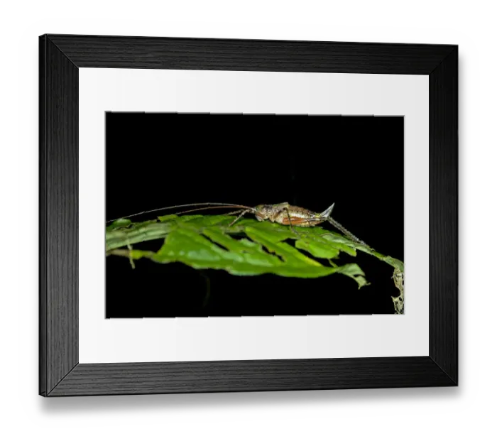 Framed Print : Female Bush-cricket -Tettigoniidae spec. - with an ovipositor, Tiputini rainforest, Yasuni National Park, Ecuador, South America Framed Print : Female Bush-cricket -Tettigoniidae spec. - with an ovipositor, Tiputini rainforest, Yasuni National Park, Ecuador, South America