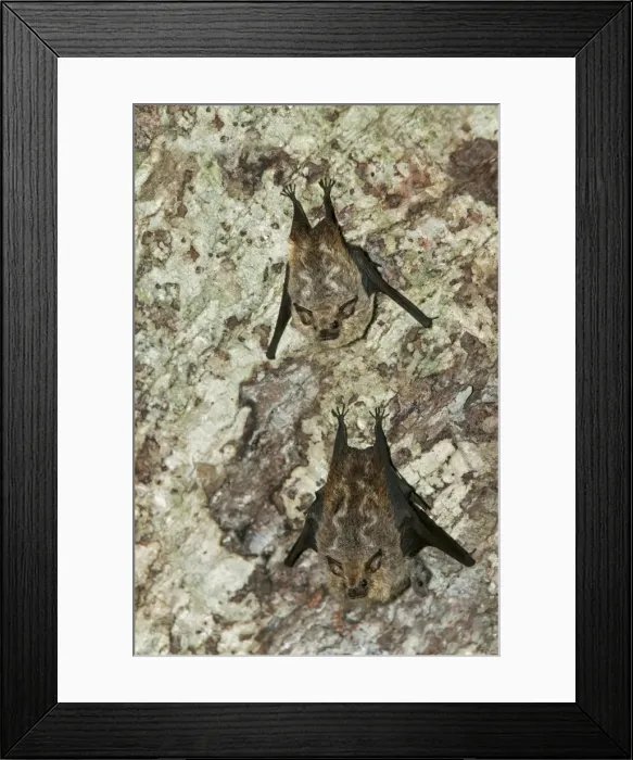 Framed Print : Species of fruit-eating bats -Stenodermatinae-, Tiputini rainforest, Yasuni National Park, Ecuador, South America Framed Print : Species of fruit-eating bats -Stenodermatinae-, Tiputini rainforest, Yasuni National Park, Ecuador, South America