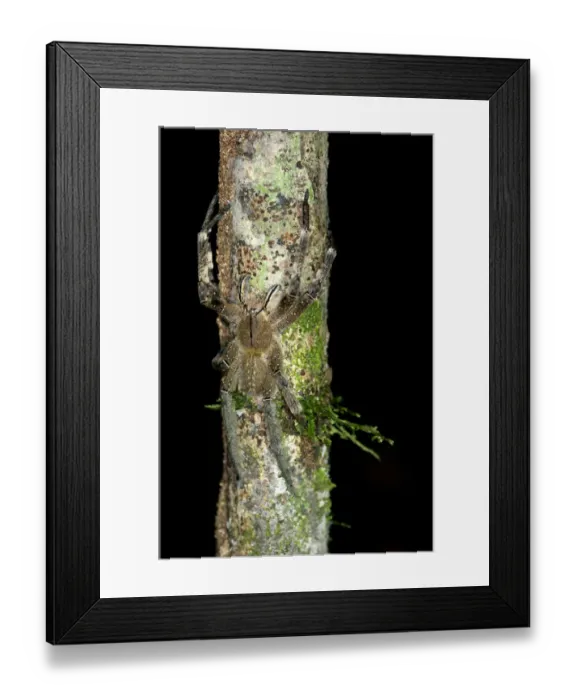 Framed Print : Wandering spider -Ctenidae spec. -, Tiputini rainforest, Yasuni National Park, Ecuador, South America Framed Print : Wandering spider -Ctenidae spec. -, Tiputini rainforest, Yasuni National Park, Ecuador, South America