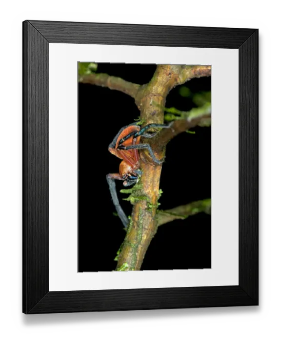Framed Print : Wolf spider -Lycosidae spec. -, aposematism, Tiputini rainforest, Yasuni National Park, Ecuador, South America Framed Print : Wolf spider -Lycosidae spec. -, aposematism, Tiputini rainforest, Yasuni National Park, Ecuador, South America