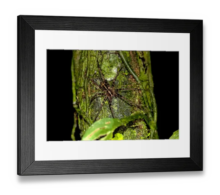 Framed Print : Fishing spider -Dolomedes sp. -, Tiputini rainforest, Yasuni National Park, Ecuador, South America Framed Print : Fishing spider -Dolomedes sp. -, Tiputini rainforest, Yasuni National Park, Ecuador, South America
