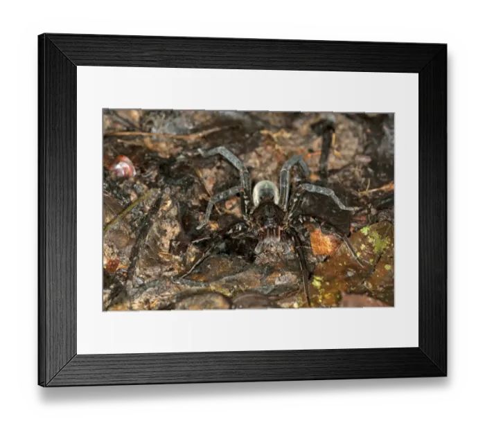Framed Print : Spider specimen of the Wandering spider family, Tiputini rain forest, Yasuni National Park, Ecuador, South America Framed Print : Spider specimen of the Wandering spider family, Tiputini rain forest, Yasuni National Park, Ecuador, South America