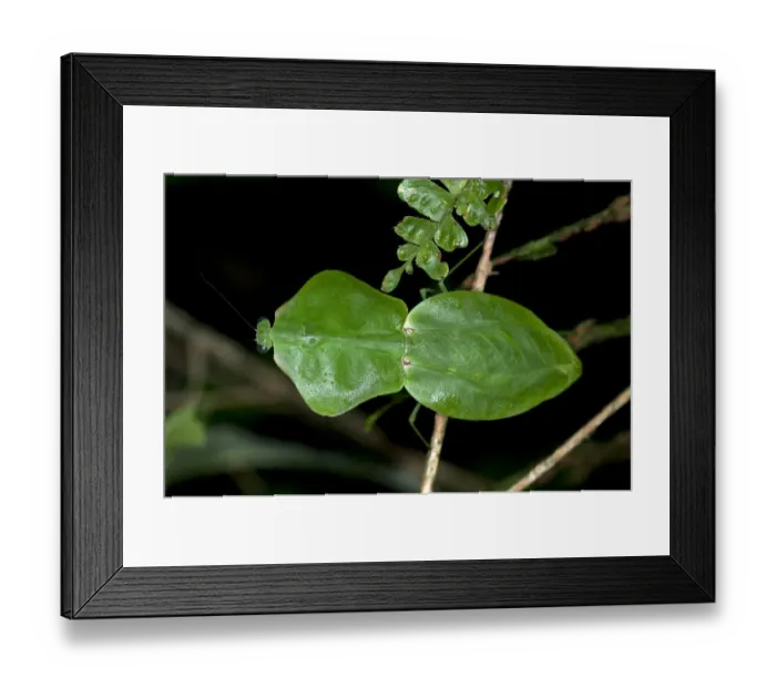 Framed Print : Tropical Shield Mantis, Hooded Mantis or Leaf Mantis -Choeradodis stalii-, Tiputini rain forest, Yasuni National Park, Ecuador, South America Framed Print : Tropical Shield Mantis, Hooded Mantis or Leaf Mantis -Choeradodis stalii-, Tiputini rain forest, Yasuni National Park, Ecuador, South America