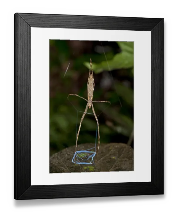 Framed Print : Net-casting spider of the genus Deinopsis, lying in ambush, Tiputini rain forest, Yasuni National Park, Ecuador, South America Framed Print : Net-casting spider of the genus Deinopsis, lying in ambush, Tiputini rain forest, Yasuni National Park, Ecuador, South America