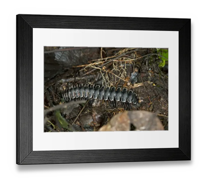 Framed Print : Millipede -Polydesmida-, Ecuador, Tiputini rain forest, Yasuni National Park, Ecuador, South America Framed Print : Millipede -Polydesmida-, Ecuador, Tiputini rain forest, Yasuni National Park, Ecuador, South America