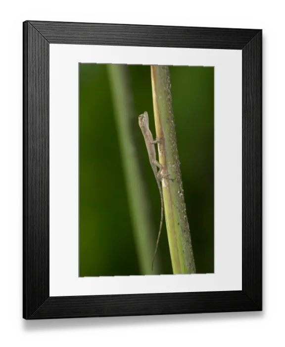 Framed Print : Baby Lizard, one inch, Tiputini rain forest, Yasuni National Park, Ecuador, South America