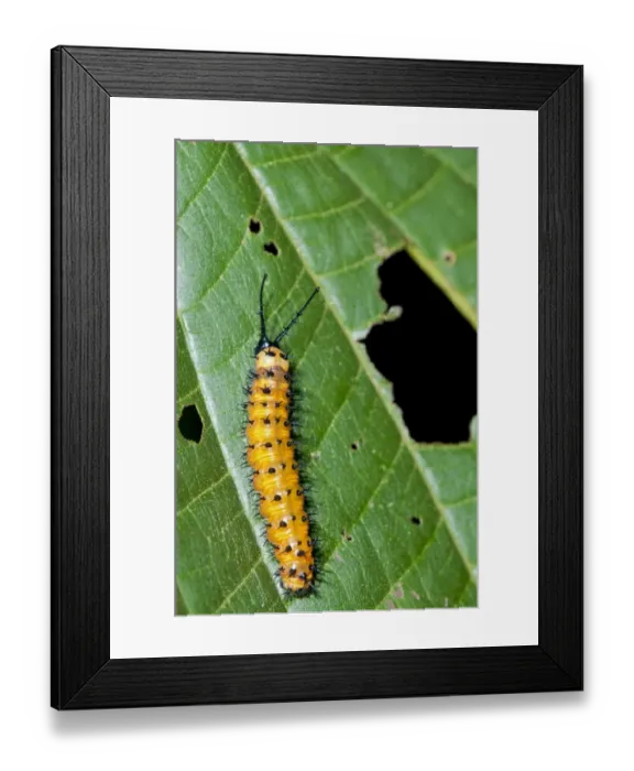 Framed Print : Gulf Fritillary or Passion Butterfly -Agraulis vanillae-, caterpillar, Tiputini rain forest, Yasuni National Park, Ecuador, South America Framed Print : Gulf Fritillary or Passion Butterfly -Agraulis vanillae-, caterpillar, Tiputini rain forest, Yasuni National Park, Ecuador, South America