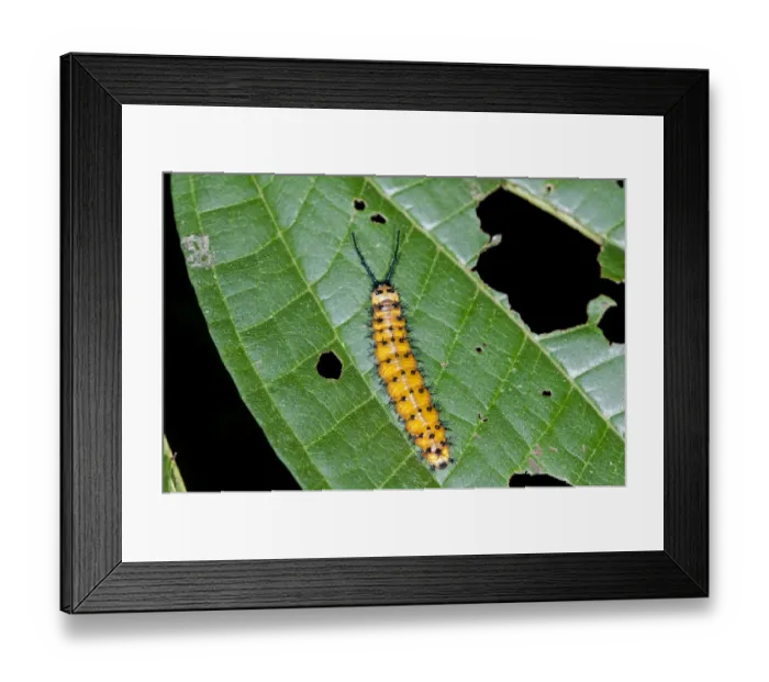 Framed Print : Gulf Fritillary or Passion Butterfly -Agraulis vanillae-, caterpillar, Tiputini rain forest, Yasuni National Park, Ecuador, South America Framed Print : Gulf Fritillary or Passion Butterfly -Agraulis vanillae-, caterpillar, Tiputini rain forest, Yasuni National Park, Ecuador, South America