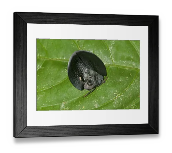 Framed Print : Black tortoise beetle -Cassidinae-, Tiputini rain forest, Yasuni National Park, Ecuador, South America Framed Print : Black tortoise beetle -Cassidinae-, Tiputini rain forest, Yasuni National Park, Ecuador, South America