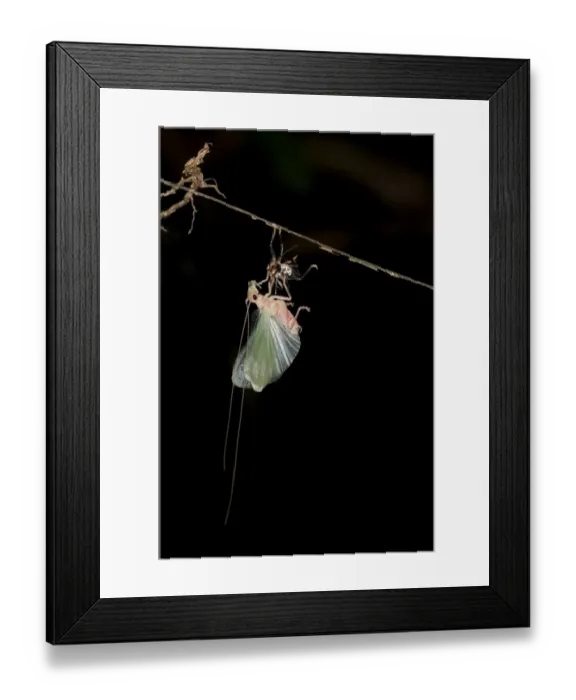 Framed Print : Bush cricket or Katydid -Tettigoniidae- moulting, Tiputini, rainforest, Yasuni National Park, Ecuador, South America Framed Print : Bush cricket or Katydid -Tettigoniidae- moulting, Tiputini, rainforest, Yasuni National Park, Ecuador, South America