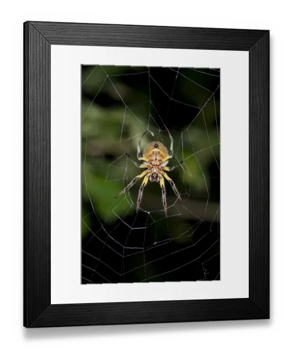 Framed Print : Orb-weaver spider -Araneidae- in warning coloration sitting in the center of a web, Tiputini, rainforest, Yasuni National Park, Ecuador, South America Framed Print : Orb-weaver spider -Araneidae- in warning coloration sitting in the center of a web, Tiputini, rainforest, Yasuni National Park, Ecuador, South America