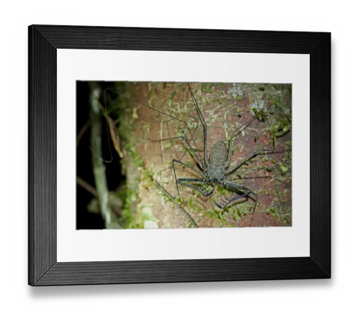 Framed Print : Whip spiders or tailless whip scorpions -Heterophrynus spec. -, Tiputini rain forest, Yasuni National Park, Ecuador, South America Framed Print : Whip spiders or tailless whip scorpions -Heterophrynus spec. -, Tiputini rain forest, Yasuni National Park, Ecuador, South America