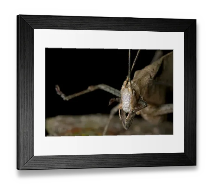 Framed Print : Walking leaf, Leaf bush cricket or katydid, -Typophyllum sp. -, mimicking a withered leaf, Tiputini rain forest, Yasuni National Park, Ecuador, South America Framed Print : Walking leaf, Leaf bush cricket or katydid, -Typophyllum sp. -, mimicking a withered leaf, Tiputini rain forest, Yasuni National Park, Ecuador, South America
