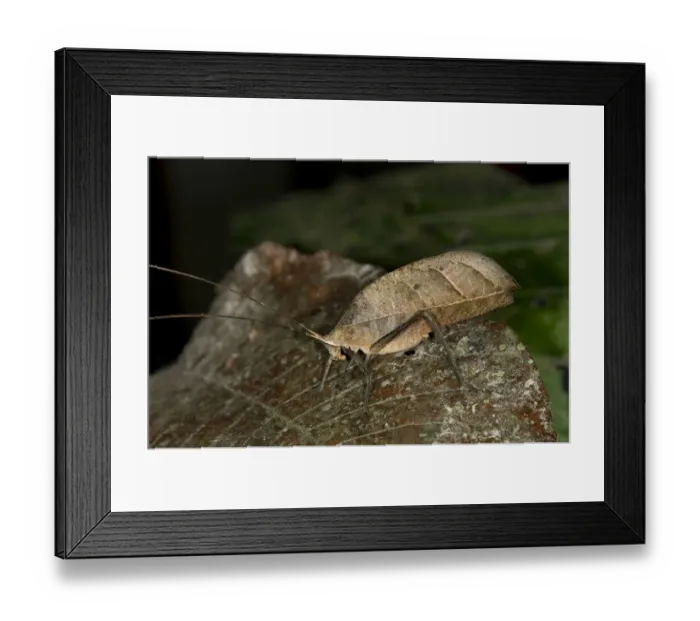 Framed Print : Walking leaf, Leaf bush cricket or katydid -Typophyllum sp. -, mimicking a withered leaf, Tiputini rain forest, Yasuni National Park, Ecuador, South America Framed Print : Walking leaf, Leaf bush cricket or katydid -Typophyllum sp. -, mimicking a withered leaf, Tiputini rain forest, Yasuni National Park, Ecuador, South America