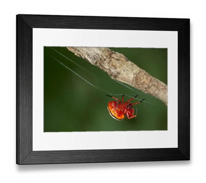 Framed Print : Bolas spider -Encyosaccus sexmaculatus-, orb-web spider, Tiputini rain forest, Yasuni National Park, Ecuador, South America Framed Print : Bolas spider -Encyosaccus sexmaculatus-, orb-web spider, Tiputini rain forest, Yasuni National Park, Ecuador, South America
