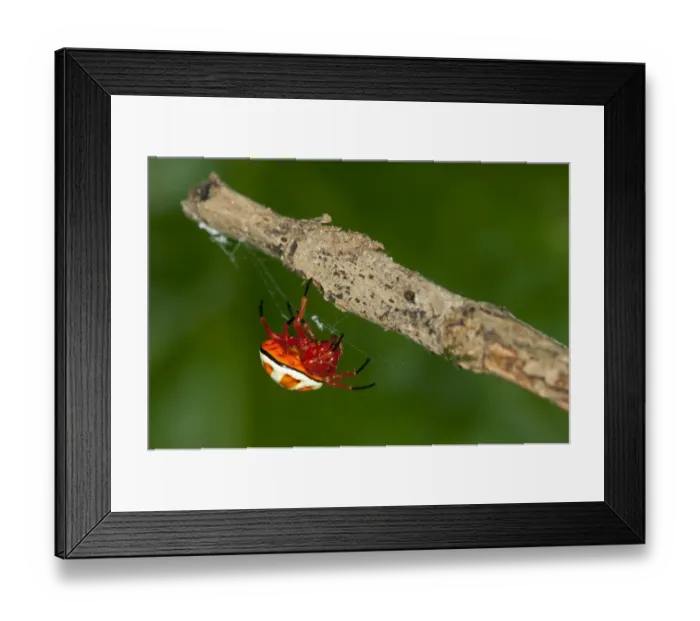 Framed Print : Bolas spider -Encyosaccus sexmaculatus-, orb-web spider, Tiputini rain forest, Yasuni National Park, Ecuador, South America Framed Print : Bolas spider -Encyosaccus sexmaculatus-, orb-web spider, Tiputini rain forest, Yasuni National Park, Ecuador, South America