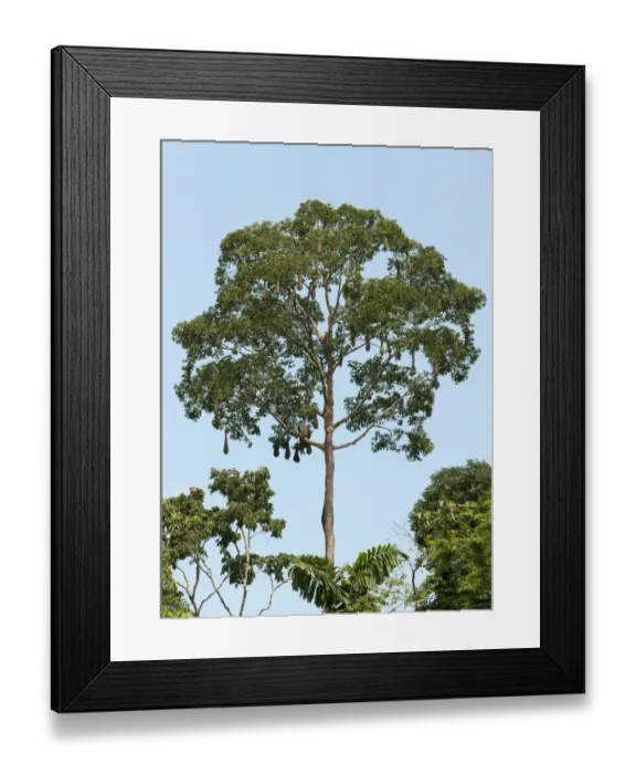 Framed Print : Treetop with long woven basket hanging nests of a colony of Montezuma Oropendola -Psarocolius montezuma-, Yasuni National Park, Amazon Bassin, Ecuador, South America Framed Print : Treetop with long woven basket hanging nests of a colony of Montezuma Oropendola -Psarocolius montezuma-, Yasuni National Park, Amazon Bassin, Ecuador, South America