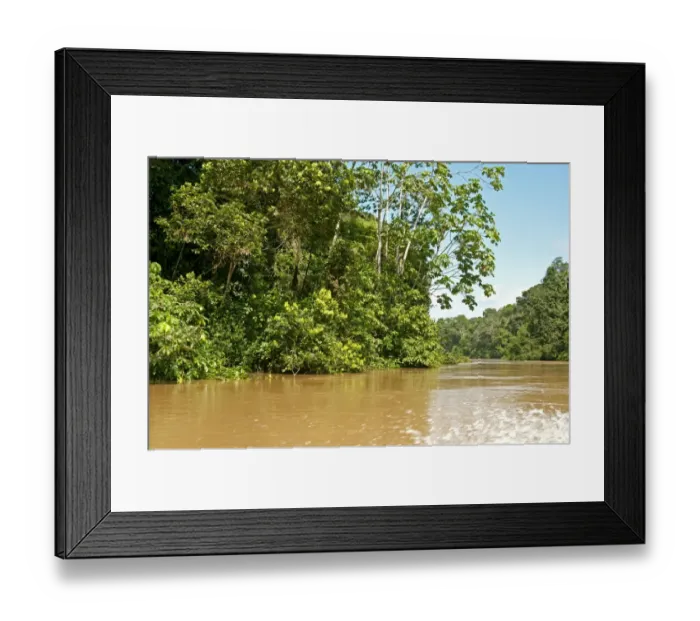 Framed Print : Rainforest, vegetation along the Tiputini river, Yasuni National Park, Ecuador, South America Framed Print : Rainforest, vegetation along the Tiputini river, Yasuni National Park, Ecuador, South America
