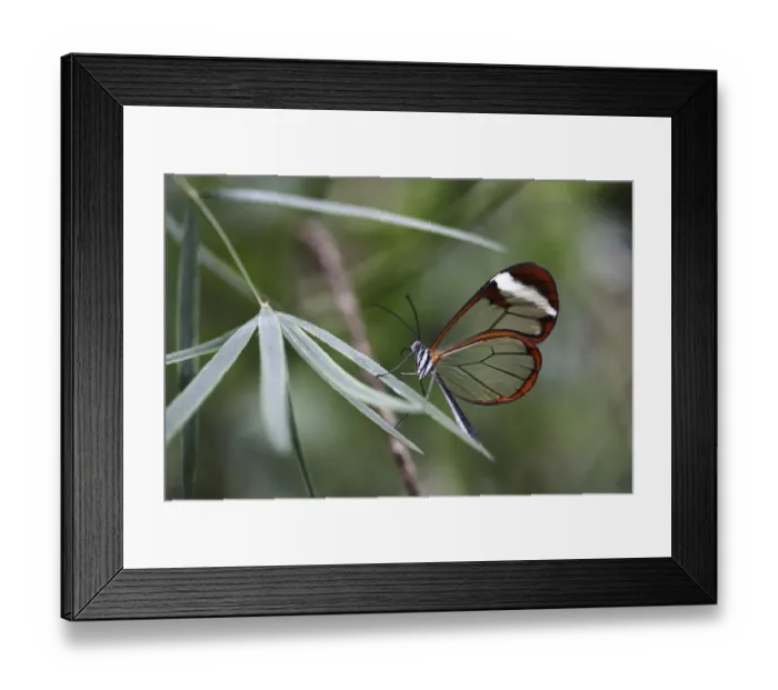 Framed Print : Glasswinged butterfly -Greta oto-, Mainau island, Baden-Wuerttemberg, Germany, Europe Framed Print : Glasswinged butterfly -Greta oto-, Mainau island, Baden-Wuerttemberg, Germany, Europe