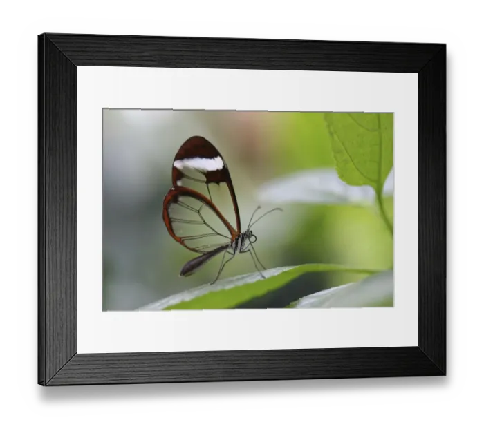 Framed Print : Glasswinged butterfly -Greta oto- on a green leaf, Mainau island, Baden-Wuerttemberg, Germany, Europe Framed Print : Glasswinged butterfly -Greta oto- on a green leaf, Mainau island, Baden-Wuerttemberg, Germany, Europe