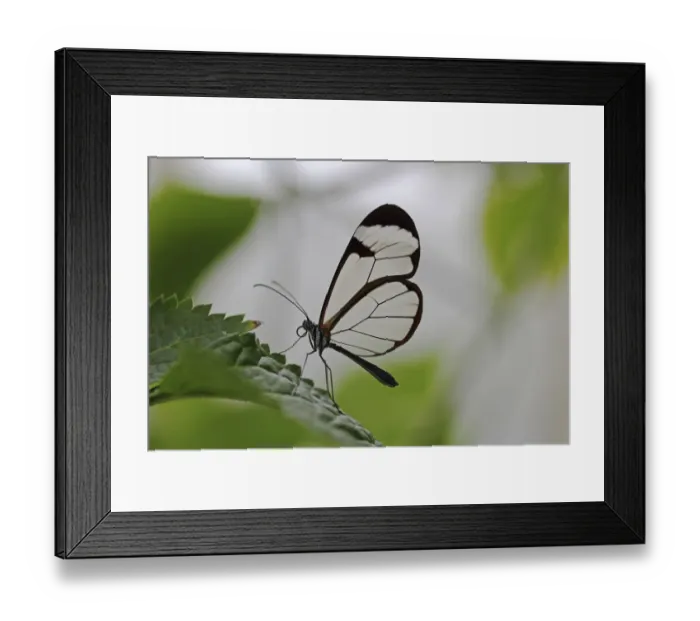 Framed Print : Glasswinged butterfly -Greta oto- on a green leaf, Mainau island, Baden-Wuerttemberg, Germany, Europe Framed Print : Glasswinged butterfly -Greta oto- on a green leaf, Mainau island, Baden-Wuerttemberg, Germany, Europe