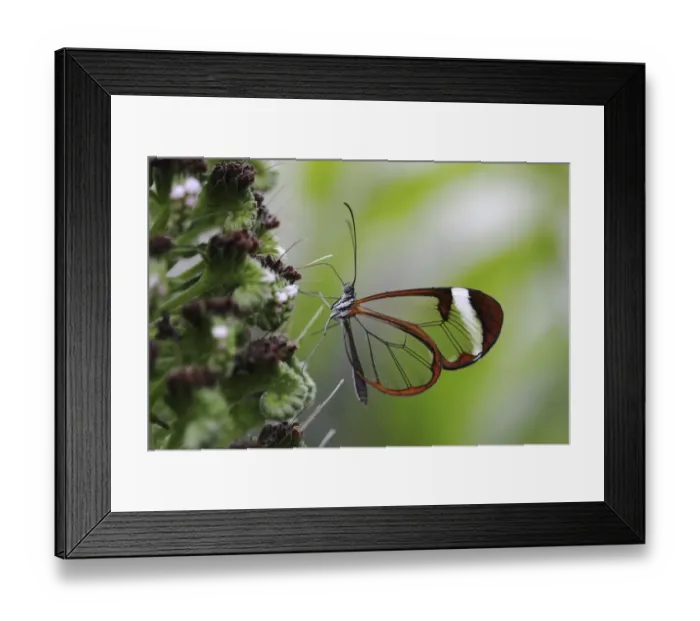 Framed Print : Glasswinged butterfly -Greta oto-, food intake, Mainau island, Baden-Wuerttemberg, Germany, Europe Framed Print : Glasswinged butterfly -Greta oto-, food intake, Mainau island, Baden-Wuerttemberg, Germany, Europe